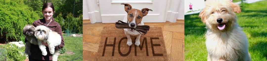 Home The Most Effective Dog Training in New Hampshire